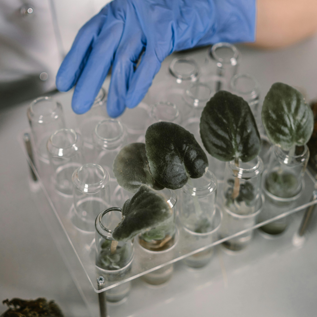 Cultivo Experimental de Plantas e Análises Laboratoriais
