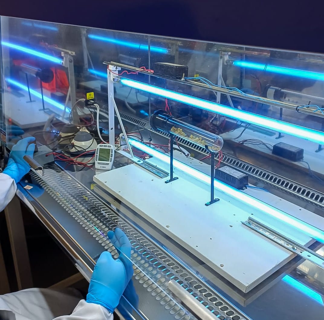 UV-C na pós-colheita do café